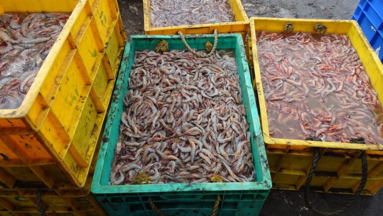 An image of shrimp in buckets
