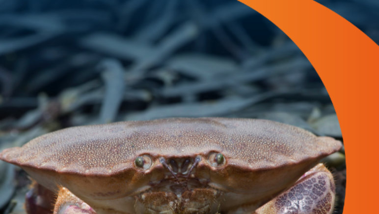 Crab in seaweed with The Snapshot logo and orange swirl